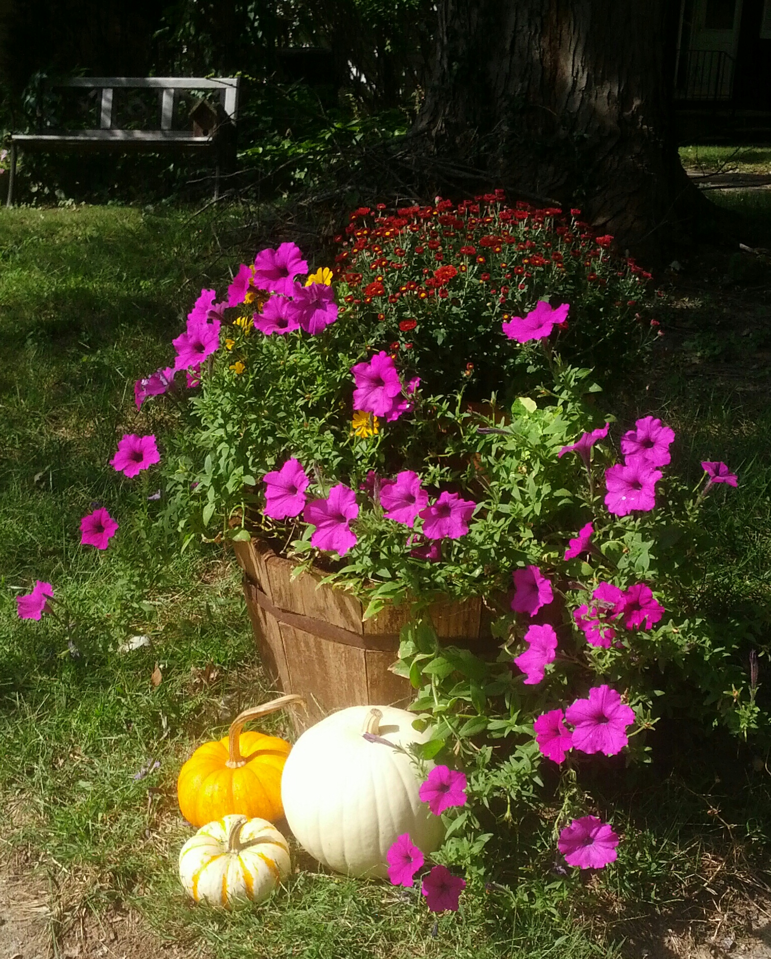 Fall cedar planter with purple petunias and red mums. Autumn flowers accented by white and orange pumpkins. Outdoor decorating. Country, cottage style rustic decor.