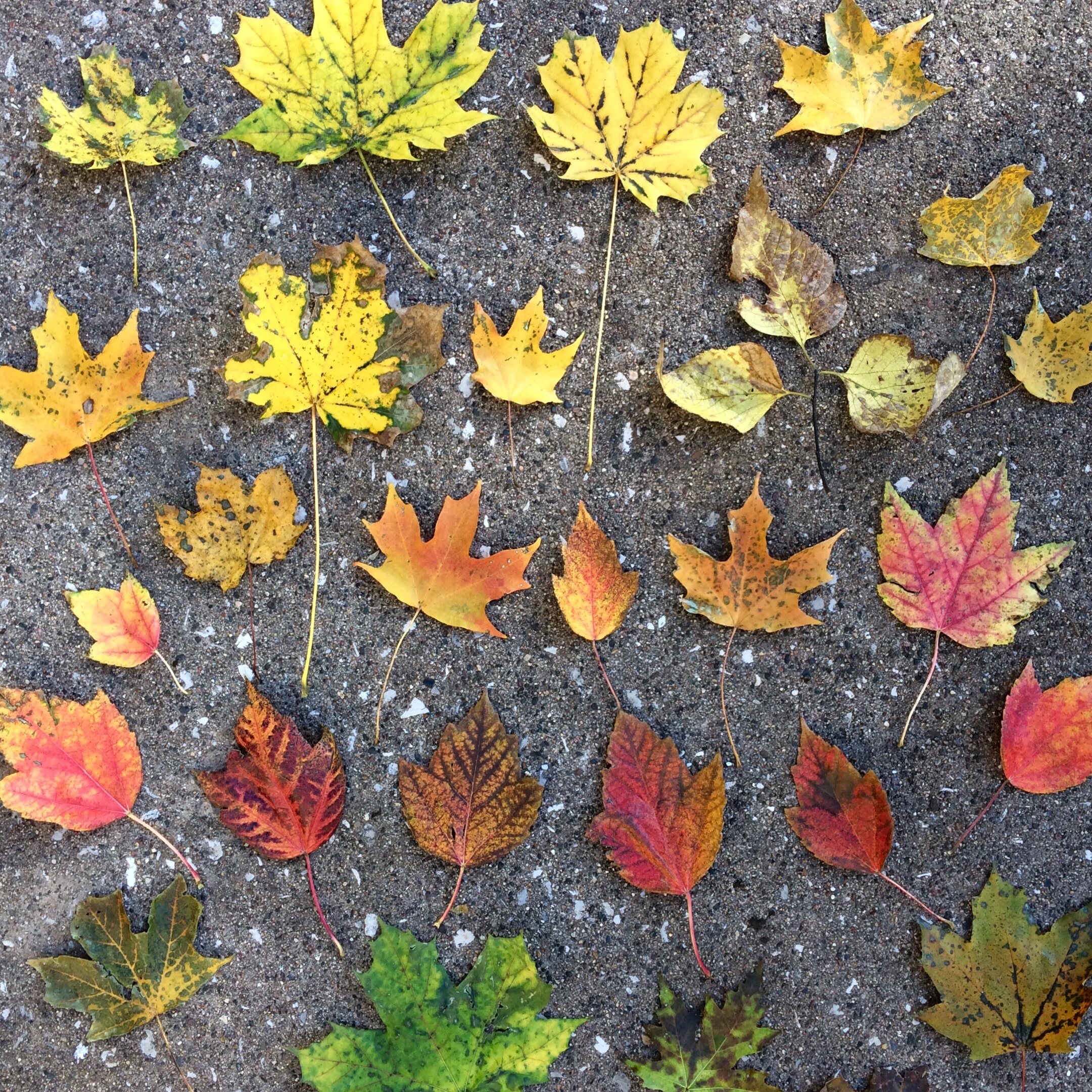 Fall leaves arranged in an ombre color pattern
